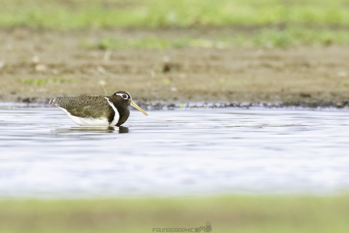 Australian Painted-Snipe - ML630039748