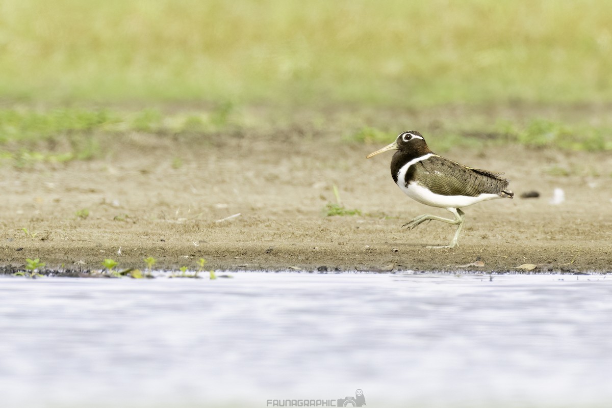 Australian Painted-Snipe - ML630039749