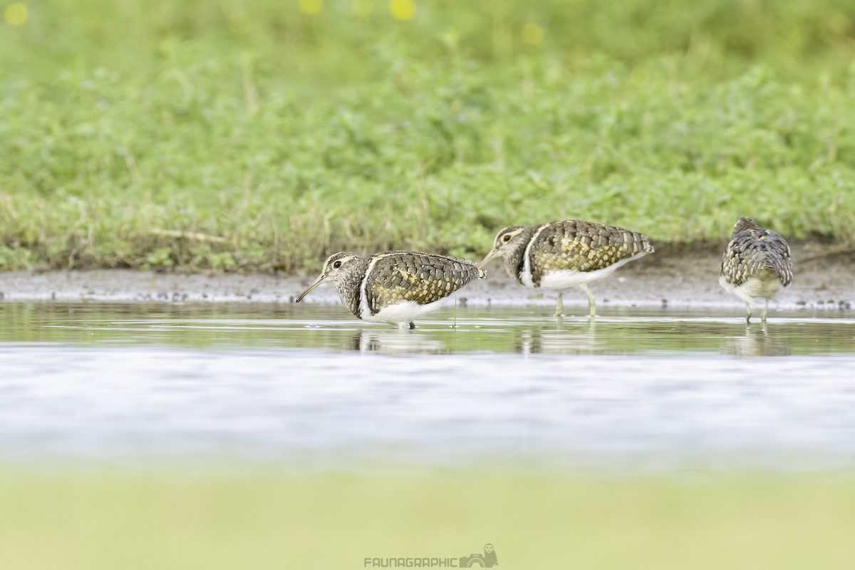 Australian Painted-Snipe - ML630039754