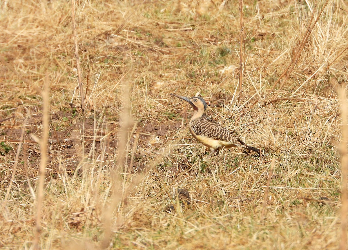 Andean Flicker - ML630039809