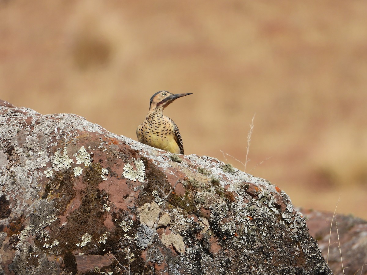 Andean Flicker - ML630039812