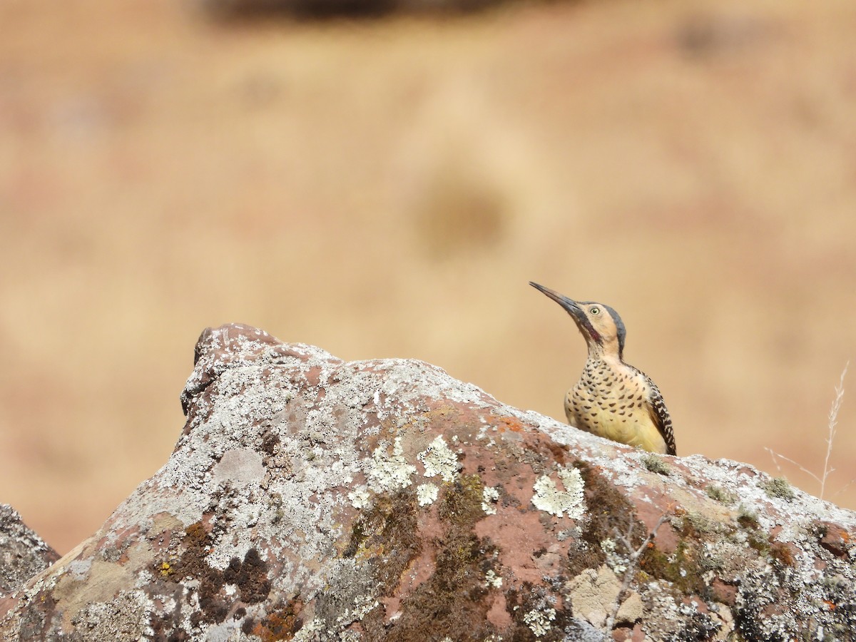 Andean Flicker - ML630039813