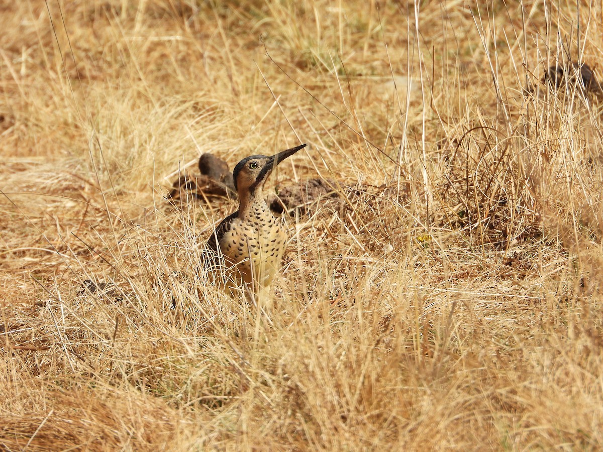 Andean Flicker - ML630039814