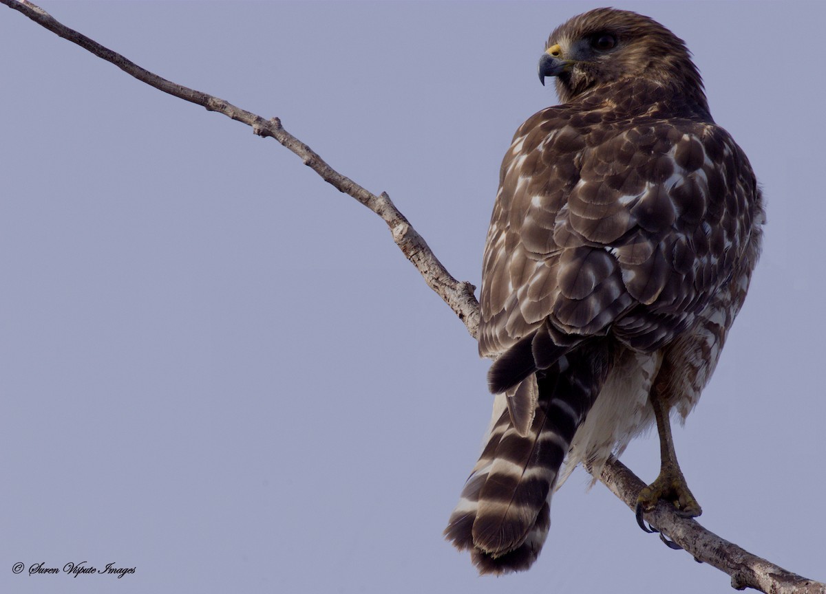 Red-shouldered Hawk - ML630039961