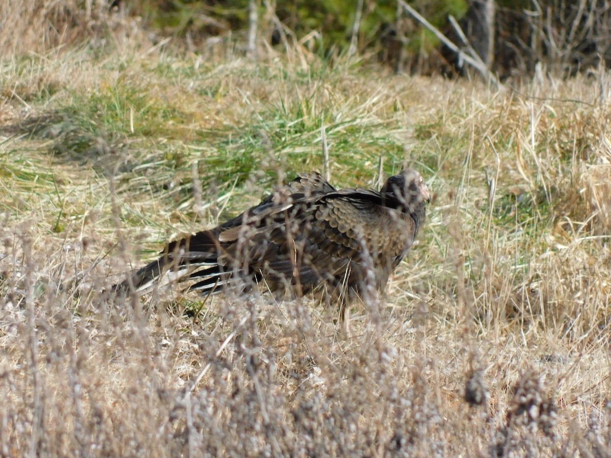 Turkey Vulture - ML630040034
