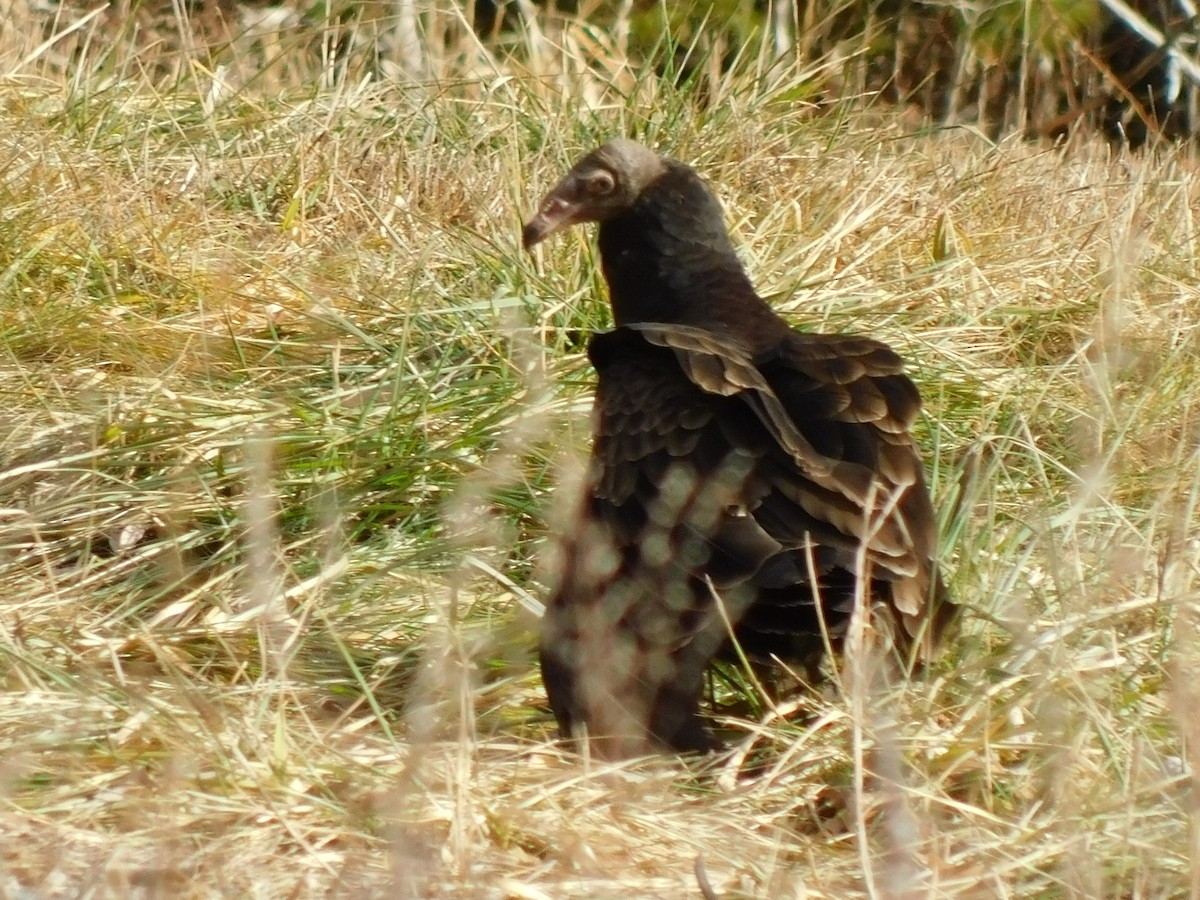 Turkey Vulture - ML630040035