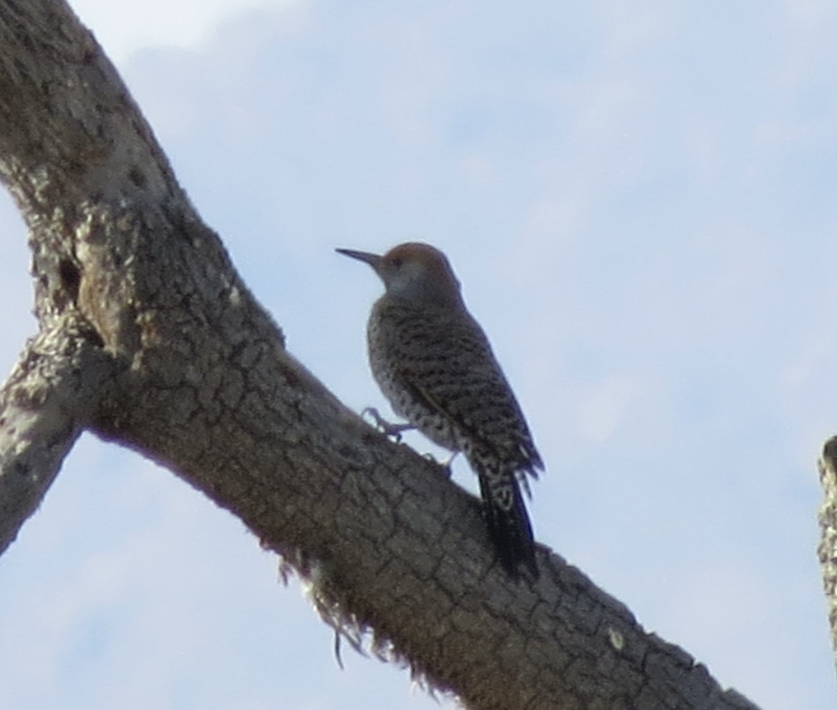 Gilded Flicker - ML630040753