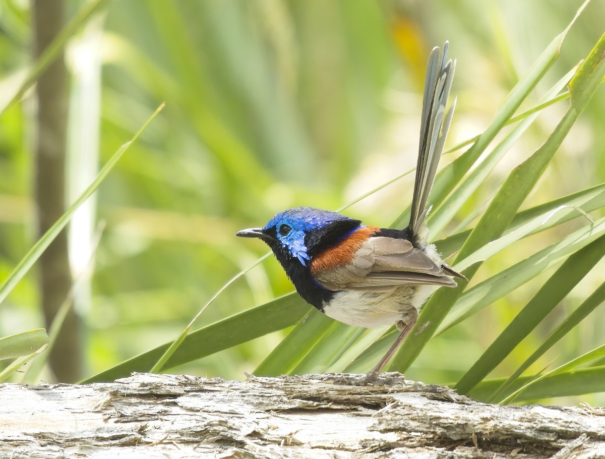 Purple-backed Fairywren - ML630041167