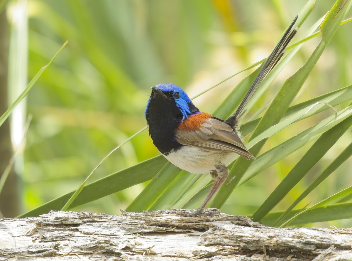 Purple-backed Fairywren - ML630041169