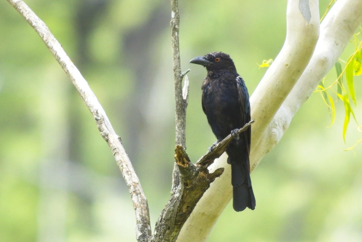 Spangled Drongo - ML630041282
