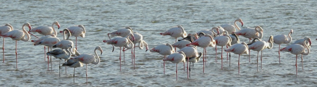 Greater Flamingo - ML630041289