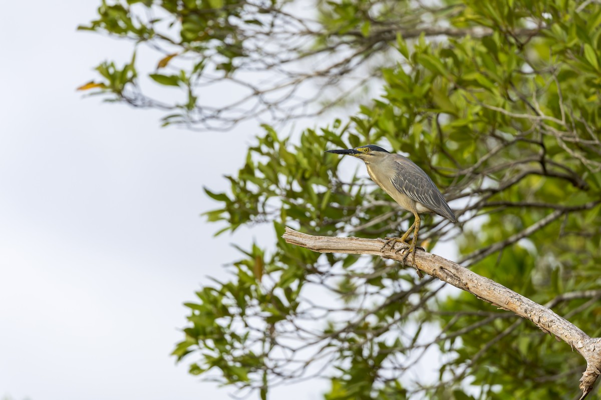 Striated Heron - ML630041410