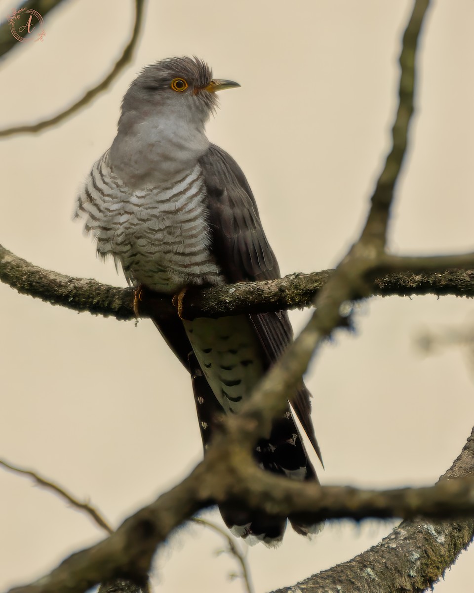 Common Cuckoo - ML630041483
