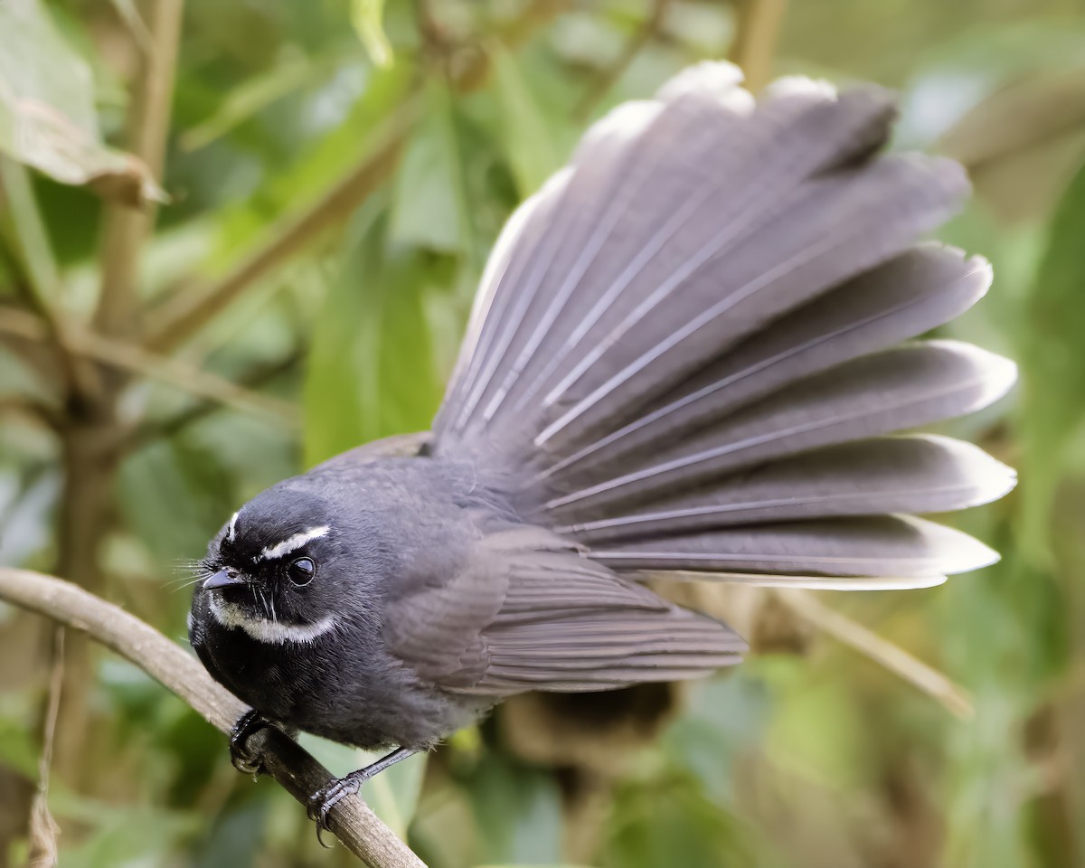 White-throated Fantail - ML630041492