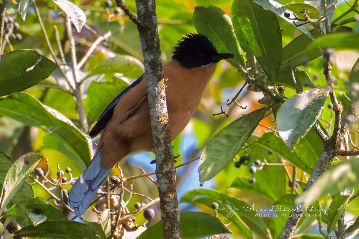 Rufous Sibia - ML630041497