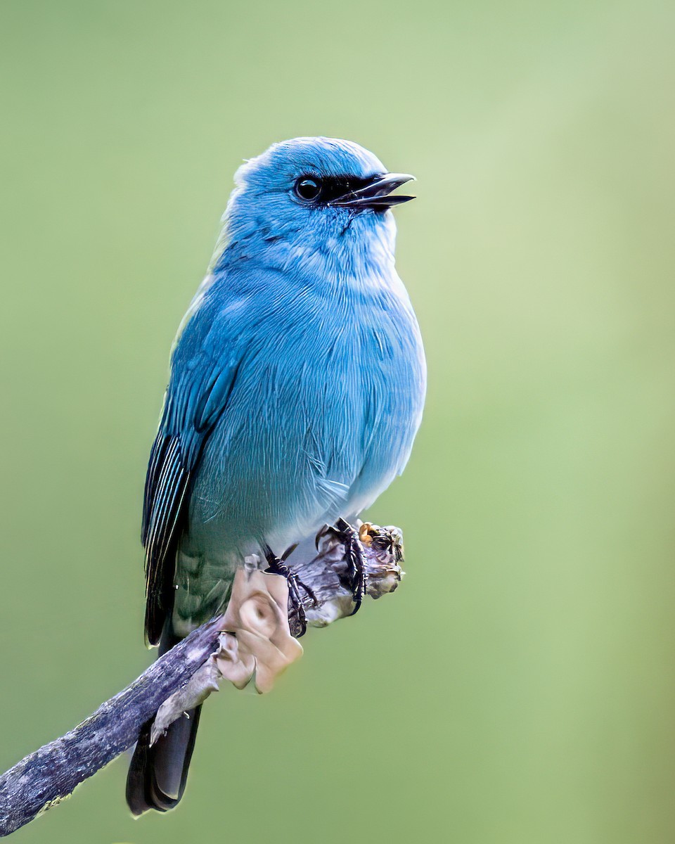 Verditer Flycatcher - ML630041503