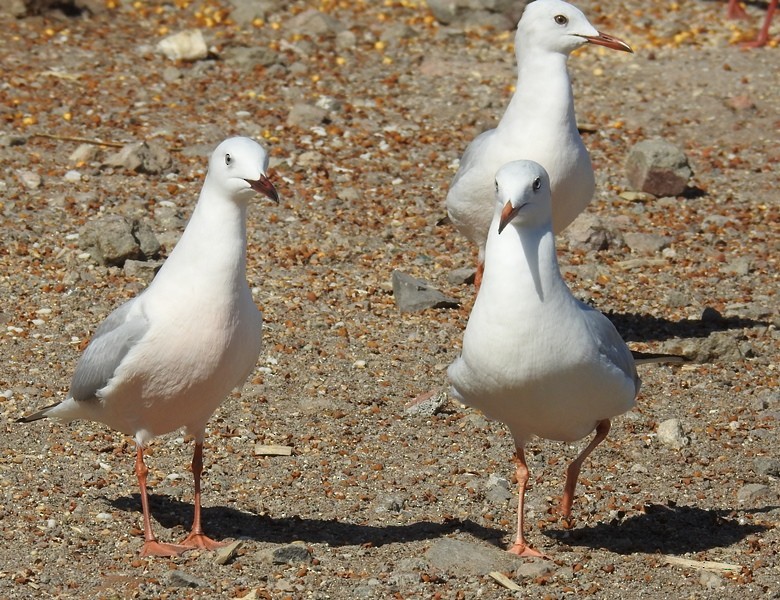 Морской голубок - ML630041514