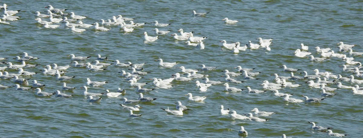 Морской голубок - ML630041523