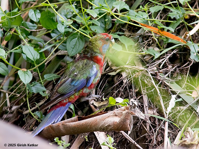 rosela Pennantova - ML630041818