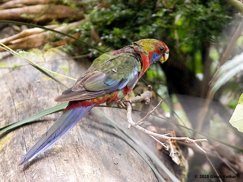 rosela Pennantova - ML630041820