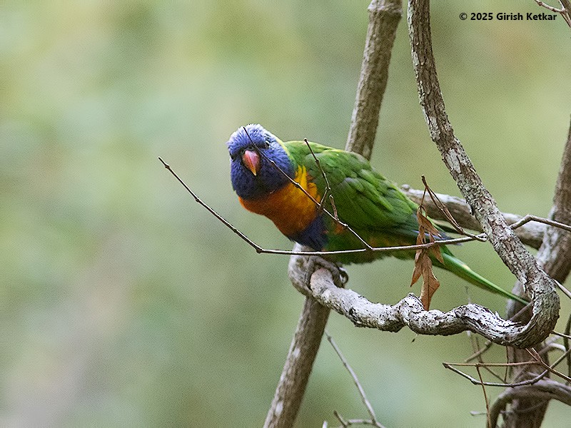 lori duhový - ML630041841