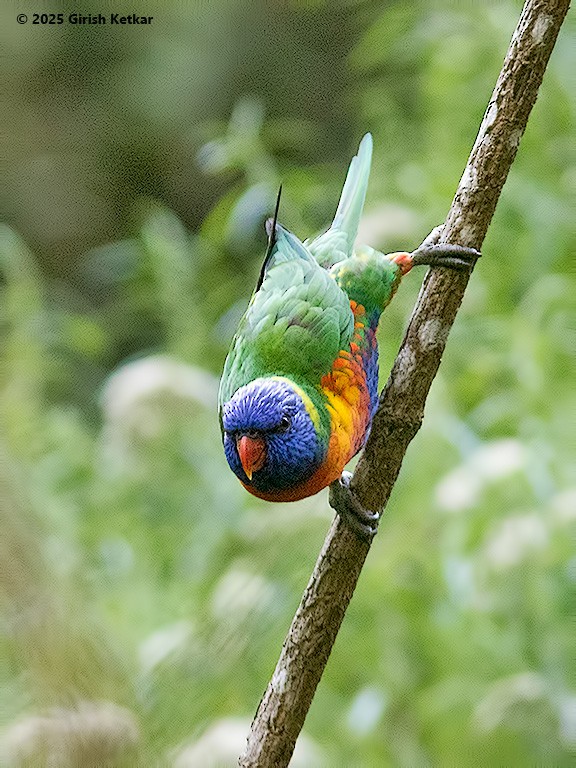 lori duhový - ML630041842