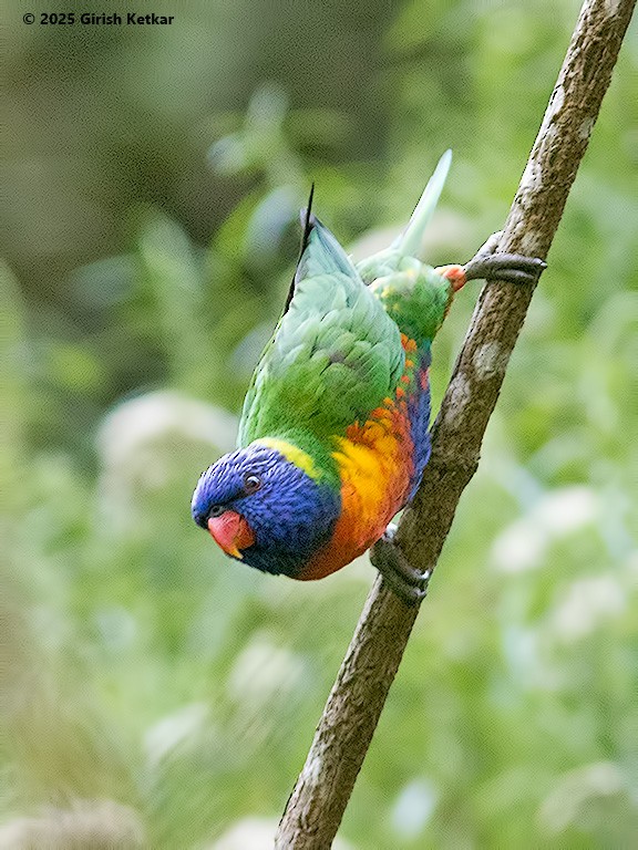 lori duhový - ML630041843