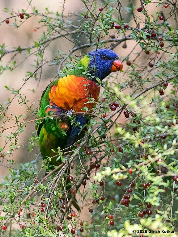 lori duhový - ML630041844