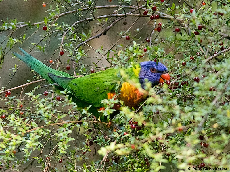 lori duhový - ML630041845