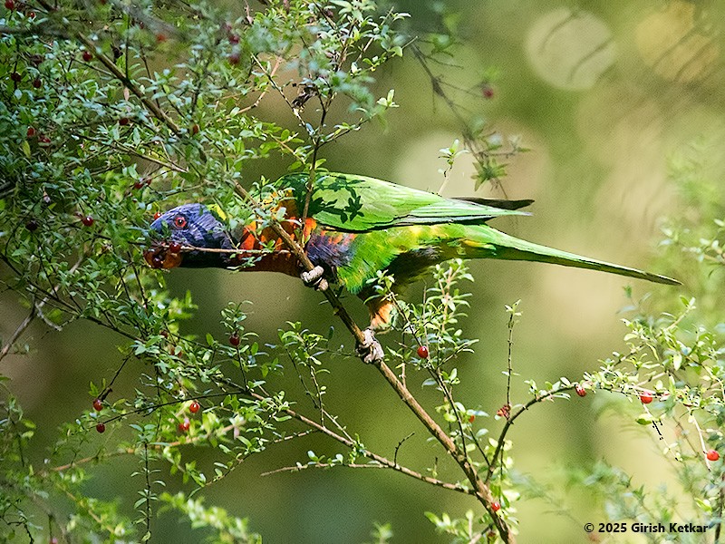 lori duhový - ML630041846