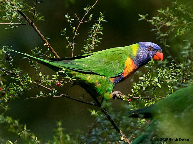 lori duhový - ML630041847