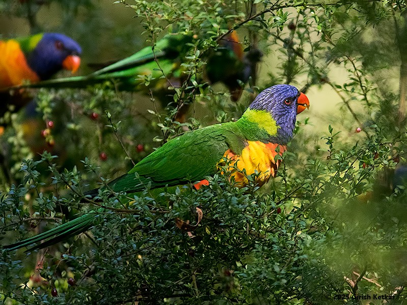 lori duhový - ML630041848