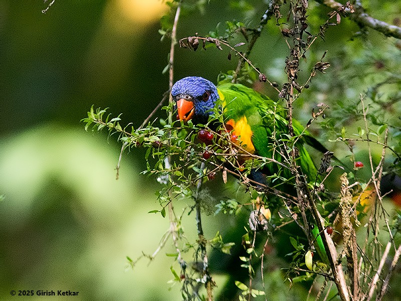 lori duhový - ML630041849