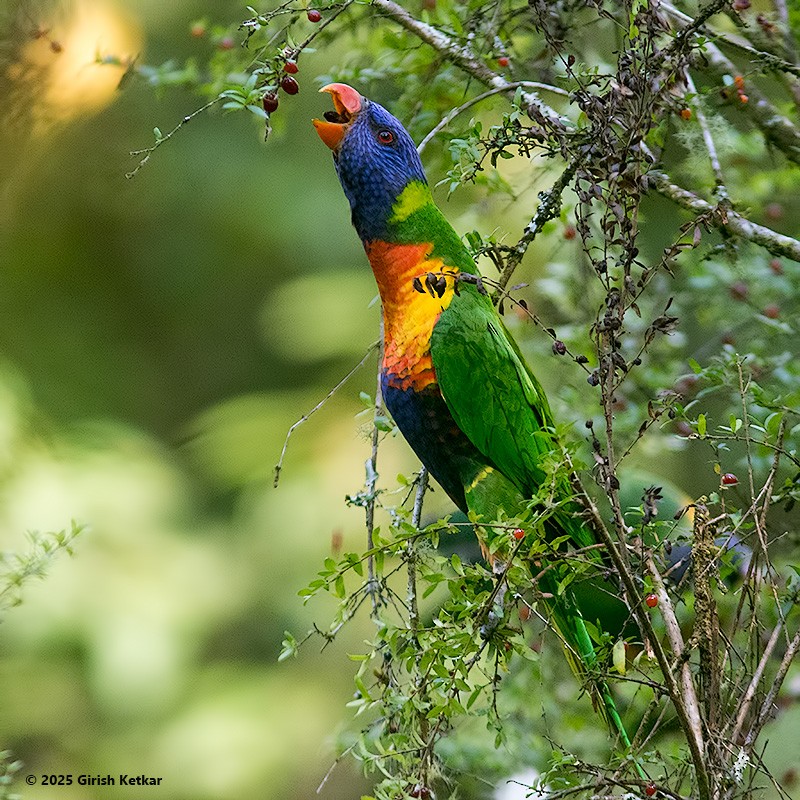 lori duhový - ML630041850