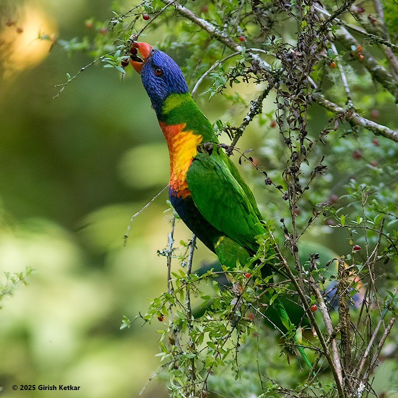 lori duhový - ML630041852