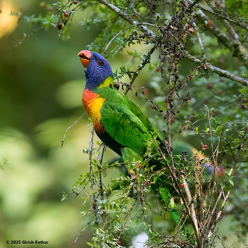 lori duhový - ML630041853