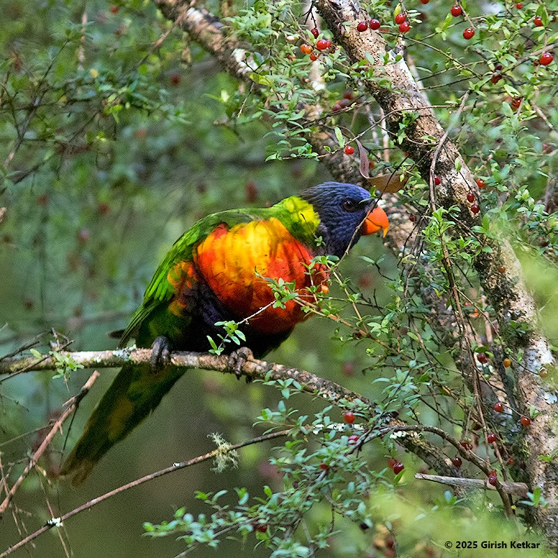 lori duhový - ML630041854