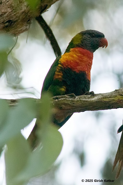 lori duhový - ML630041855