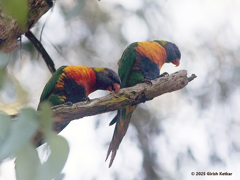 lori duhový - ML630041856