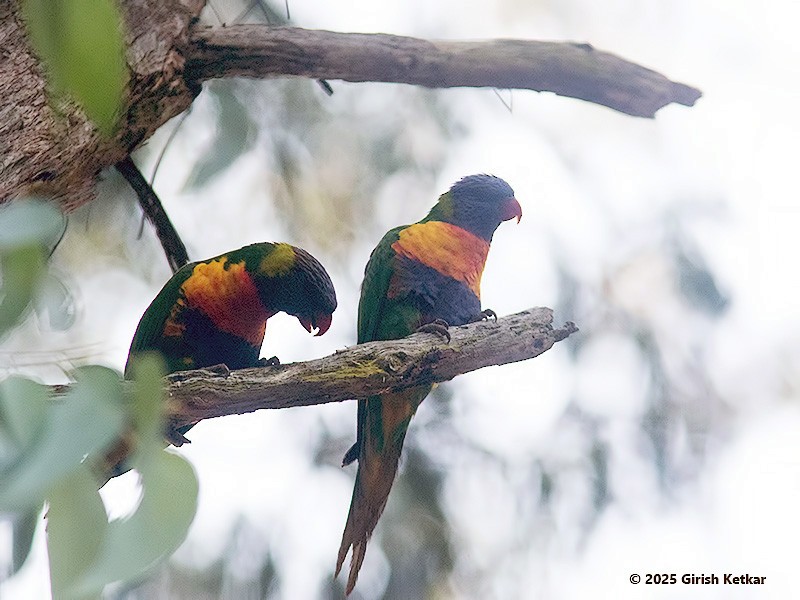 lori duhový - ML630041857