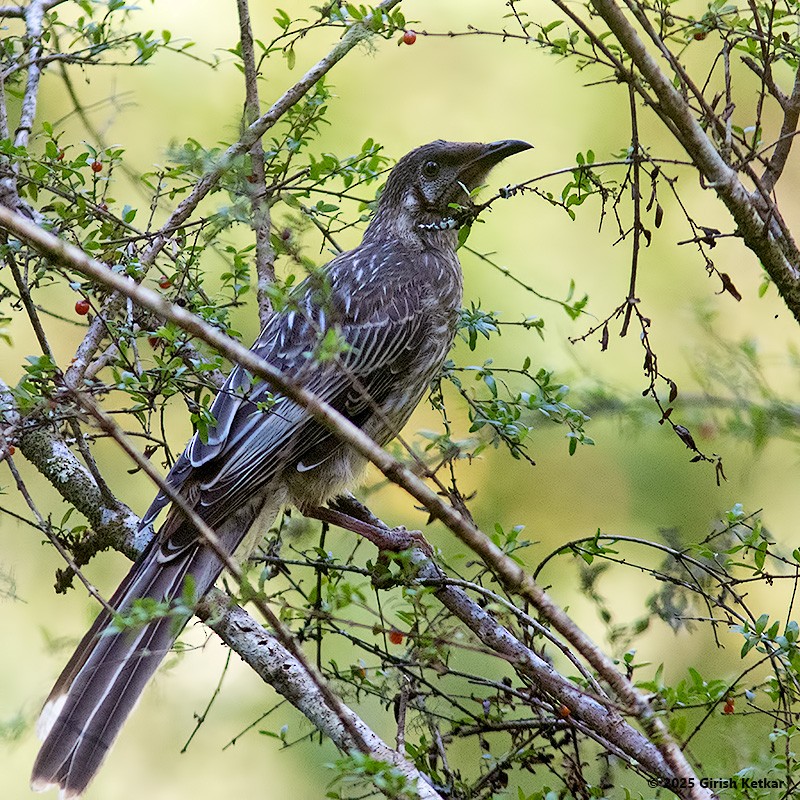 laločnatka jihoaustralská - ML630041879