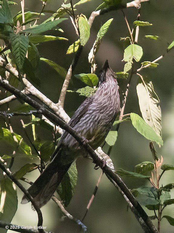 laločnatka jihoaustralská - ML630041880