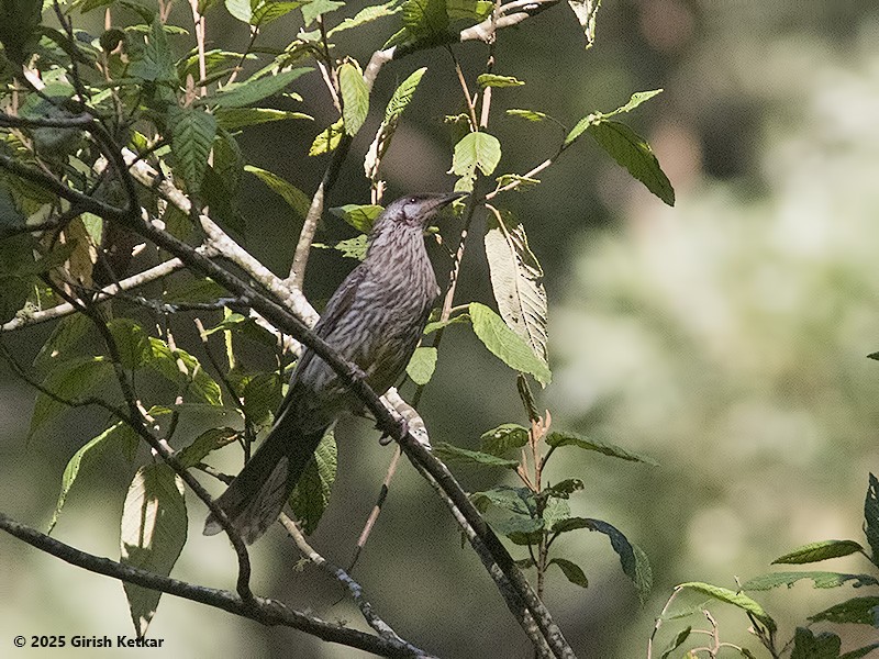 laločnatka jihoaustralská - ML630041881