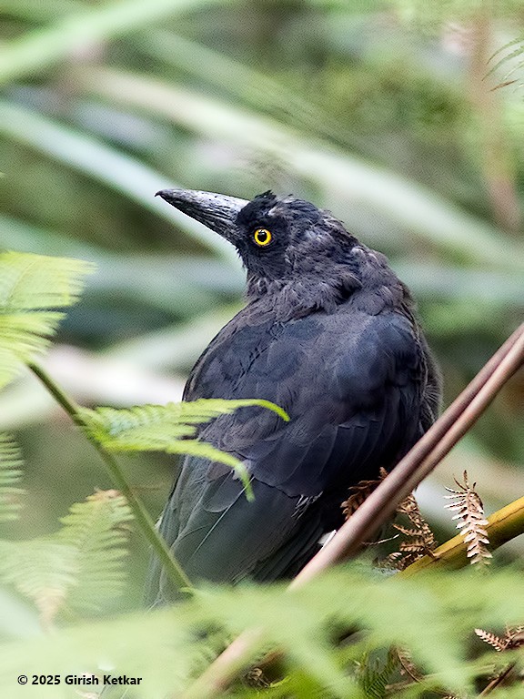 flétňák stračí - ML630041884