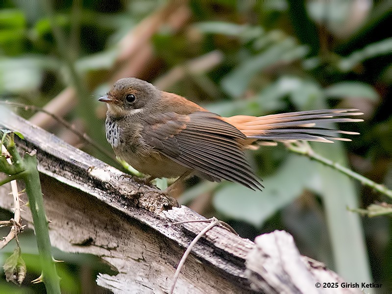 Australian Rufous Fantail - ML630041888
