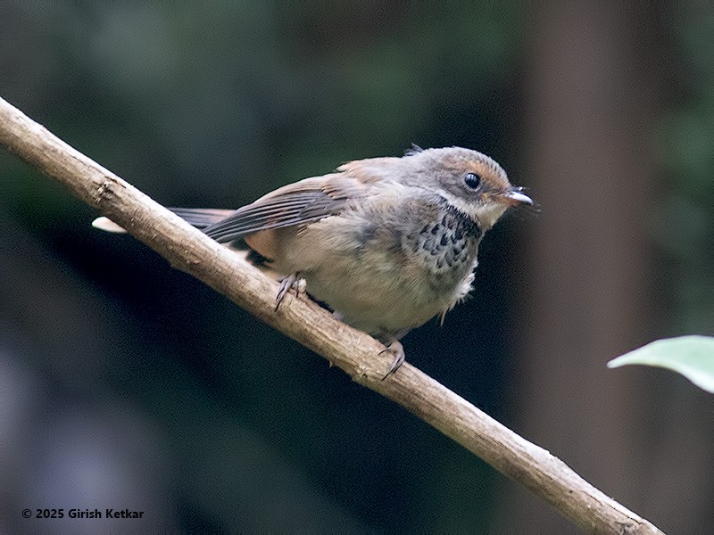 Australian Rufous Fantail - ML630041889