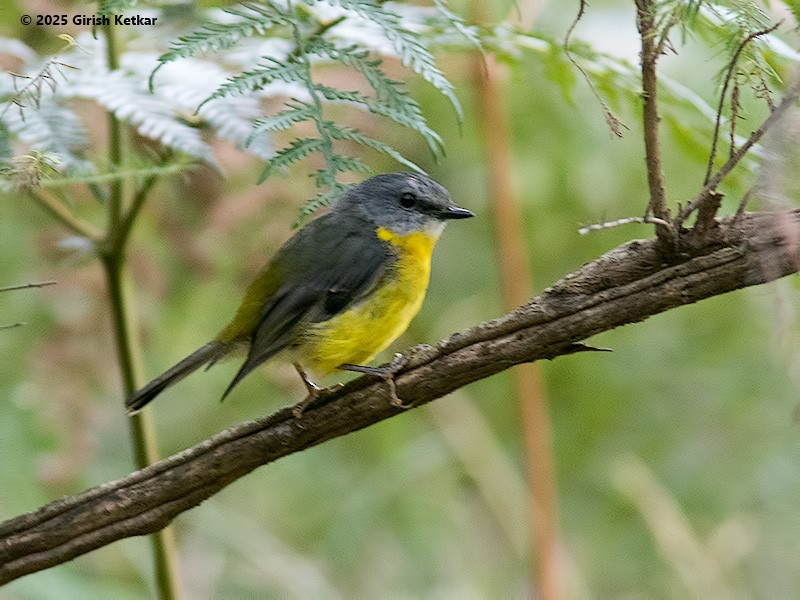 lejsčík žlutý - ML630041893