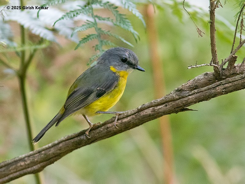 lejsčík žlutý - ML630041894