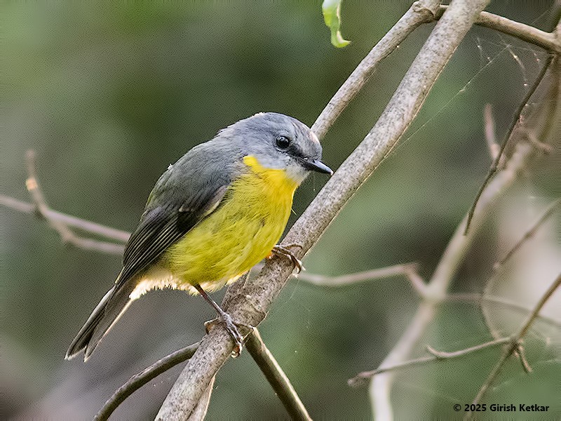 lejsčík žlutý - ML630041895