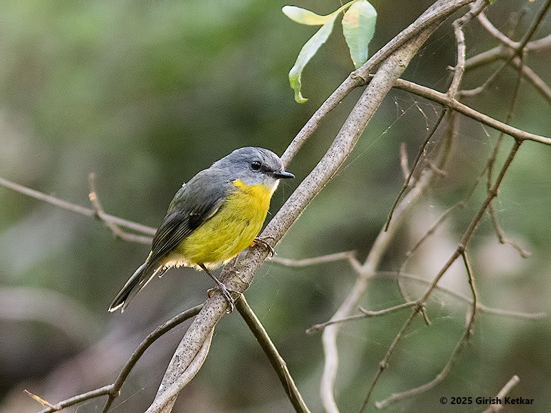 lejsčík žlutý - ML630041896